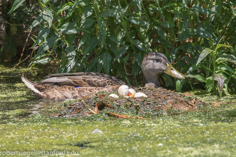 emily renzel wetlands